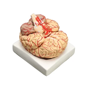 Model de desene animate Vieții Umane Dimensiune anatomia creierului modelul Medical Set 8 Piese Bugetul de Creier Arterele Model de Anatomie