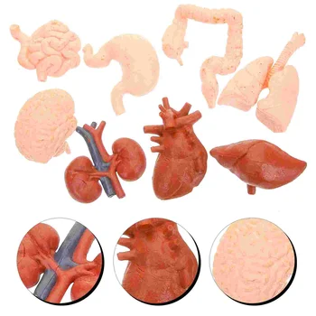 8 Buc Simulat Modele De Corpul Uman Pentru Copii Instrumente De Decorare Gastro-Creier Organ Maniquin Anatomie